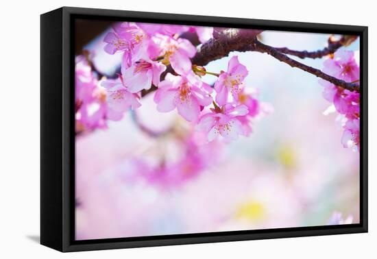 Bright Pink Cherry Blossoms in Soft Pastel Pink, Blue and Yellow Background.-landio-Framed Premier Image Canvas