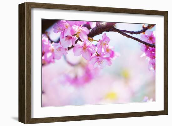 Bright Pink Cherry Blossoms in Soft Pastel Pink, Blue and Yellow Background.-landio-Framed Photographic Print