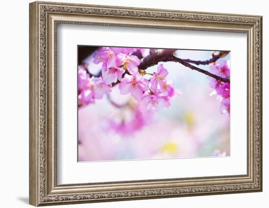 Bright Pink Cherry Blossoms in Soft Pastel Pink, Blue and Yellow Background.-landio-Framed Photographic Print