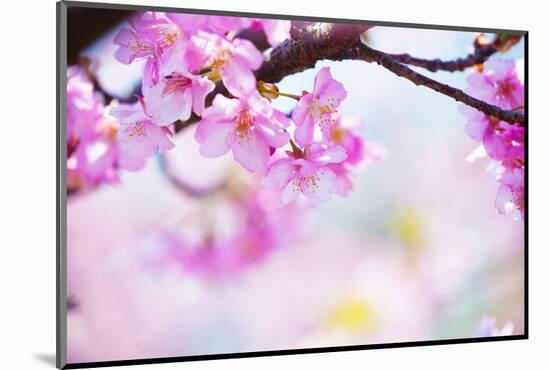 Bright Pink Cherry Blossoms in Soft Pastel Pink, Blue and Yellow Background.-landio-Mounted Photographic Print