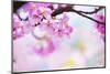 Bright Pink Cherry Blossoms in Soft Pastel Pink, Blue and Yellow Background.-landio-Mounted Photographic Print