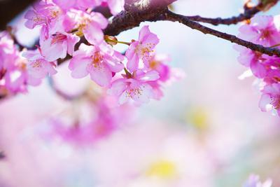 Bright Pink Cherry Blossoms In Soft Pastel Pink Blue And Yellow