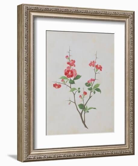 Bright Red Flowers, Thorns and Small Leaves-null-Framed Giclee Print