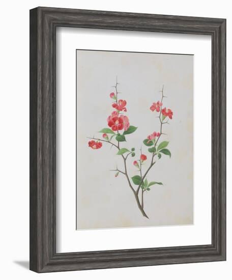 Bright Red Flowers, Thorns and Small Leaves-null-Framed Giclee Print