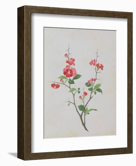 Bright Red Flowers, Thorns and Small Leaves-null-Framed Giclee Print