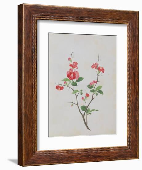 Bright Red Flowers, Thorns and Small Leaves-null-Framed Giclee Print