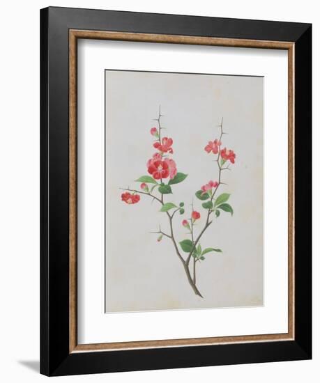 Bright Red Flowers, Thorns and Small Leaves-null-Framed Giclee Print