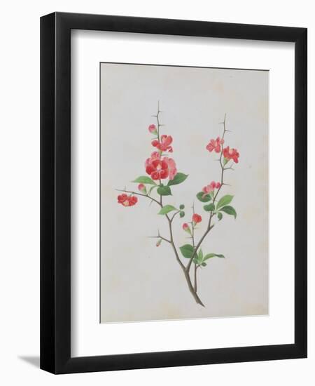 Bright Red Flowers, Thorns and Small Leaves-null-Framed Giclee Print