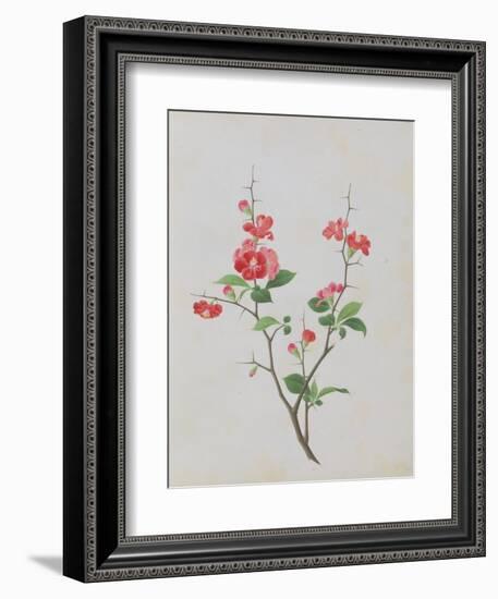 Bright Red Flowers, Thorns and Small Leaves-null-Framed Giclee Print