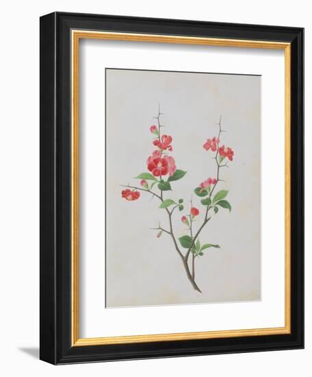 Bright Red Flowers, Thorns and Small Leaves-null-Framed Giclee Print