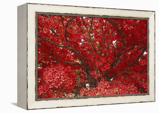 Bright Red Leaves on Tree-Michael Freeman-Framed Premier Image Canvas