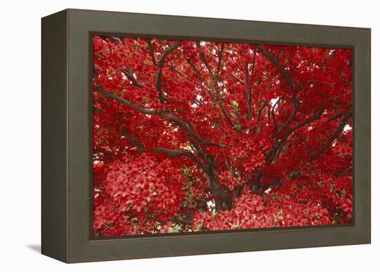 Bright Red Leaves on Tree-Michael Freeman-Framed Premier Image Canvas