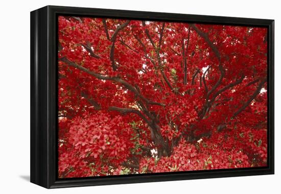 Bright Red Leaves on Tree-Michael Freeman-Framed Premier Image Canvas