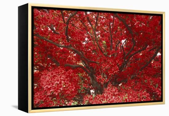 Bright Red Leaves on Tree-Michael Freeman-Framed Premier Image Canvas