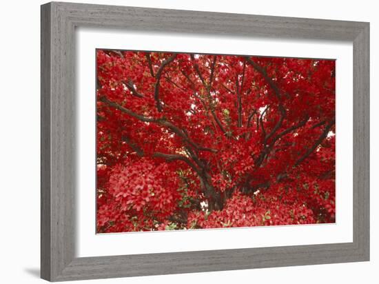 Bright Red Leaves on Tree-Michael Freeman-Framed Photographic Print