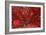 Bright Red Leaves on Tree-Michael Freeman-Framed Photographic Print