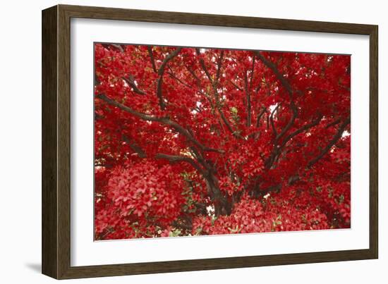 Bright Red Leaves on Tree-Michael Freeman-Framed Photographic Print