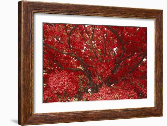 Bright Red Leaves on Tree-Michael Freeman-Framed Photographic Print