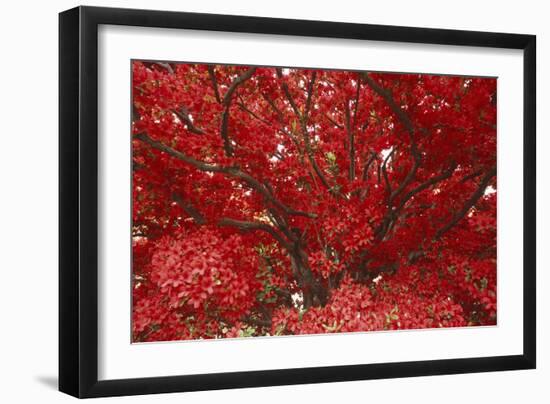 Bright Red Leaves on Tree-Michael Freeman-Framed Photographic Print