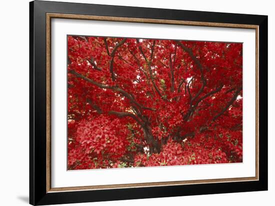 Bright Red Leaves on Tree-Michael Freeman-Framed Photographic Print