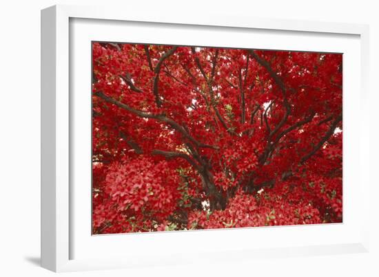 Bright Red Leaves on Tree-Michael Freeman-Framed Photographic Print