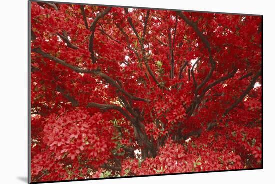 Bright Red Leaves on Tree-Michael Freeman-Mounted Photographic Print