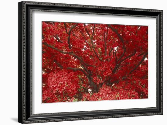 Bright Red Leaves on Tree-Michael Freeman-Framed Photographic Print