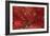 Bright Red Leaves on Tree-Michael Freeman-Framed Photographic Print