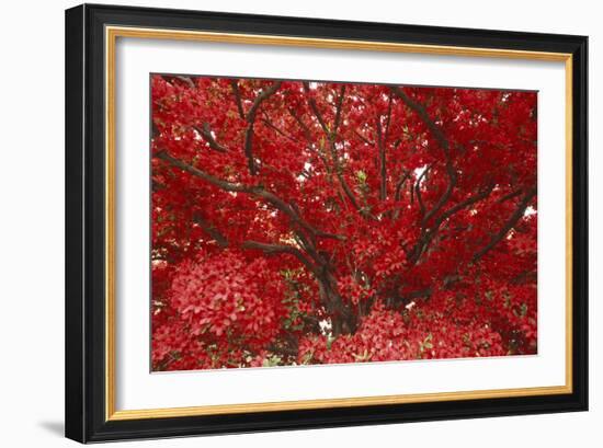 Bright Red Leaves on Tree-Michael Freeman-Framed Photographic Print