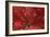 Bright Red Leaves on Tree-Michael Freeman-Framed Photographic Print