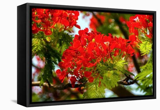 Bright Red Orange Flame Tree Green Fern Leaves-William Perry-Framed Premier Image Canvas