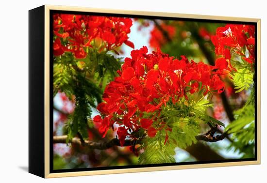 Bright Red Orange Flame Tree Green Fern Leaves-William Perry-Framed Premier Image Canvas