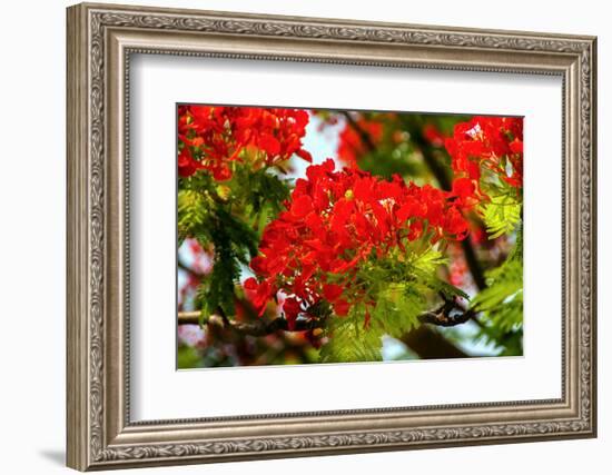 Bright Red Orange Flame Tree Green Fern Leaves-William Perry-Framed Photographic Print