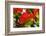 Bright Red Orange Flame Tree Green Fern Leaves-William Perry-Framed Photographic Print