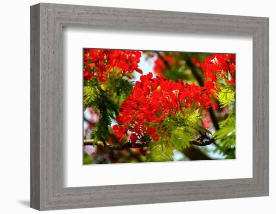 Bright Red Orange Flame Tree Green Fern Leaves-William Perry-Framed Photographic Print