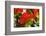 Bright Red Orange Flame Tree Green Fern Leaves-William Perry-Framed Photographic Print