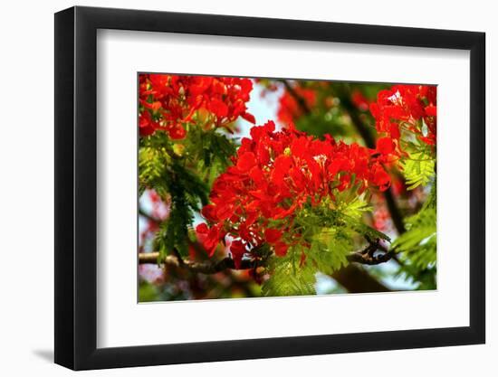 Bright Red Orange Flame Tree Green Fern Leaves-William Perry-Framed Photographic Print