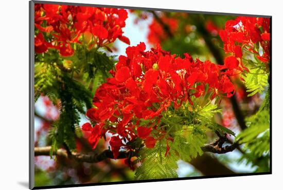 Bright Red Orange Flame Tree Green Fern Leaves-William Perry-Mounted Photographic Print