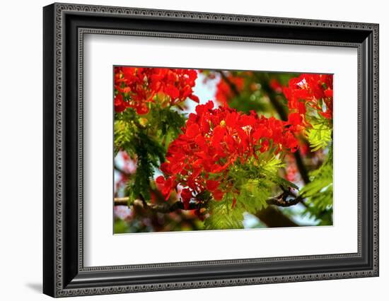 Bright Red Orange Flame Tree Green Fern Leaves-William Perry-Framed Photographic Print