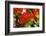 Bright Red Orange Flame Tree Green Fern Leaves-William Perry-Framed Photographic Print