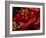 Bright Red Peppers at Farmers Market, Portland, Maine-Nance Trueworthy-Framed Photographic Print