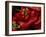 Bright Red Peppers at Farmers Market, Portland, Maine-Nance Trueworthy-Framed Photographic Print