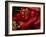 Bright Red Peppers at Farmers Market, Portland, Maine-Nance Trueworthy-Framed Photographic Print