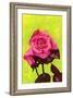 Bright Rose, 1980s-George Adamson-Framed Giclee Print