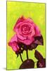 Bright Rose, 1980s-George Adamson-Mounted Giclee Print