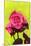 Bright Rose, 1980s-George Adamson-Mounted Giclee Print