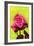 Bright Rose, 1980s-George Adamson-Framed Giclee Print