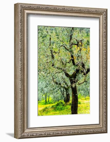 Bright shades of green sunlit olive trees and grass in Autumn after the rain, Greve in Chianti-James Strachan-Framed Photographic Print