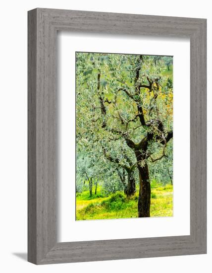 Bright shades of green sunlit olive trees and grass in Autumn after the rain, Greve in Chianti-James Strachan-Framed Photographic Print