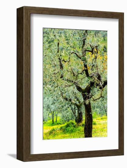 Bright shades of green sunlit olive trees and grass in Autumn after the rain, Greve in Chianti-James Strachan-Framed Photographic Print